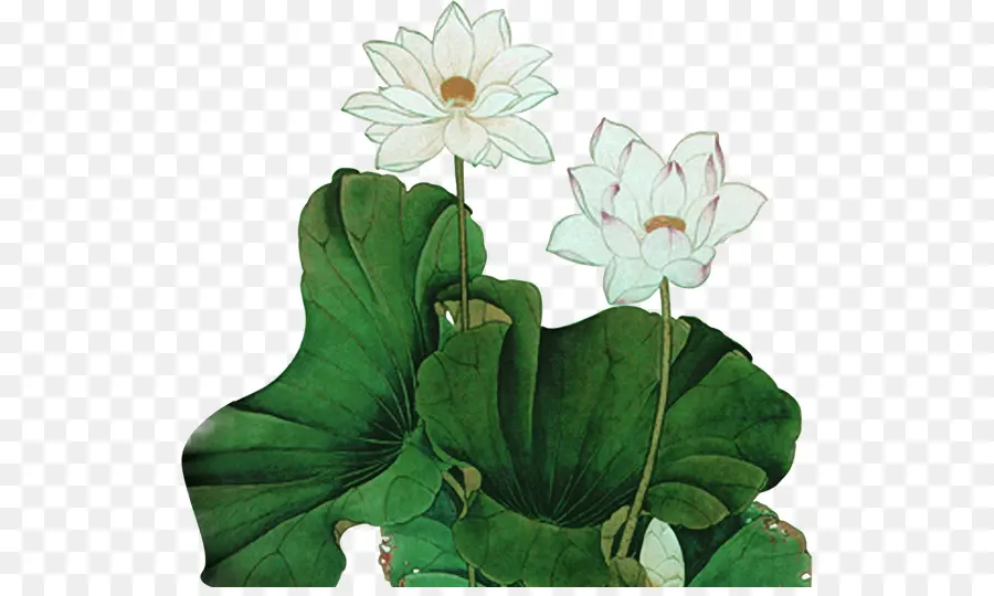 La Pintura China，Nelumbo Nucifera PNG