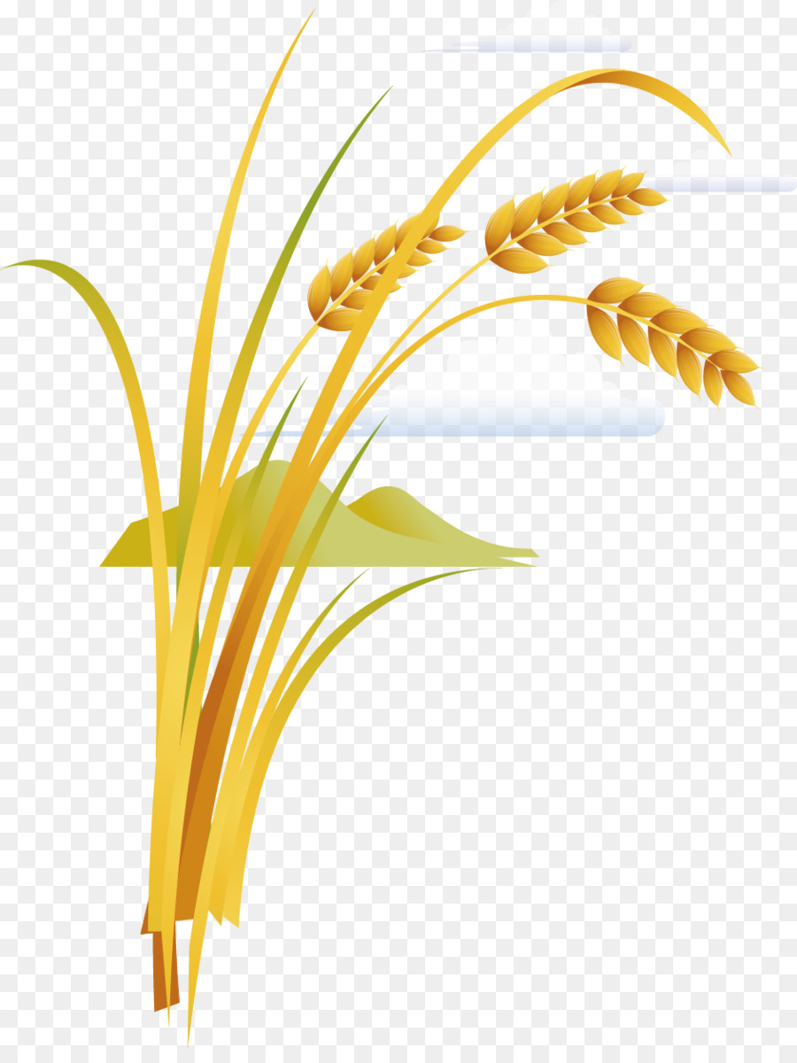 Planta De Arroz，Grano PNG