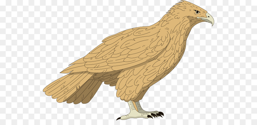 Halcón，Redtailed Hawk PNG