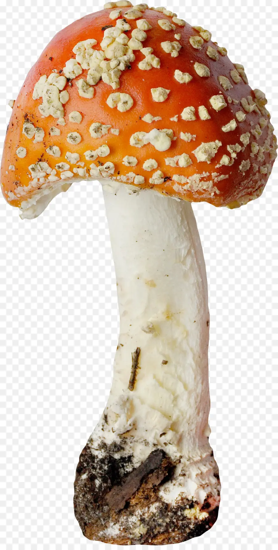 Champiñón，Amanita PNG