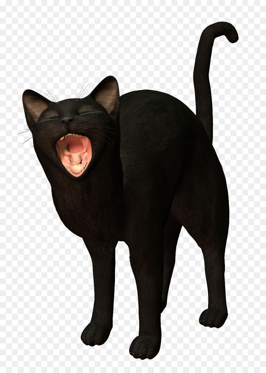 Gato，Gatito PNG