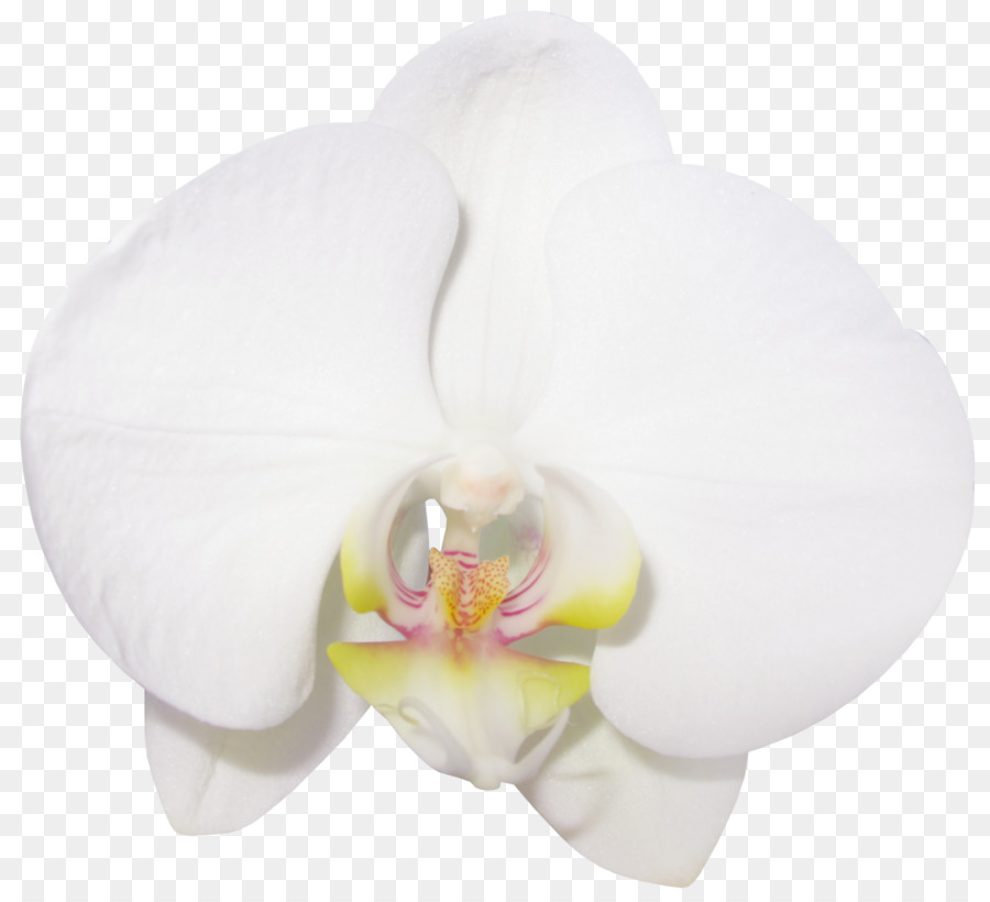 Orquídea Amarilla，Planta PNG