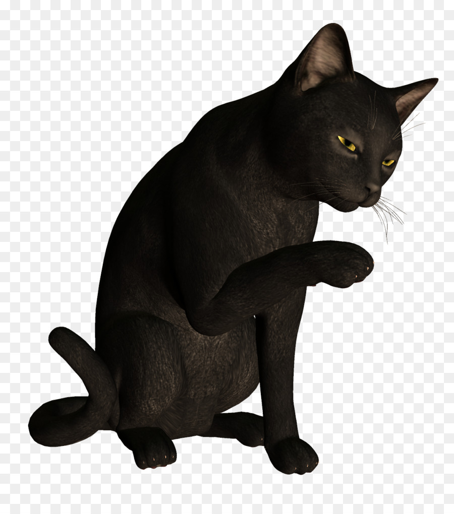 Gato Birmano，Bombay Gato PNG