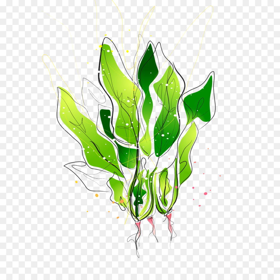 Espinaca，Dibujo PNG