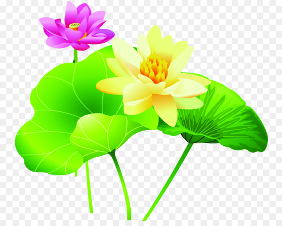 Flores De Loto，Hojas Verdes PNG