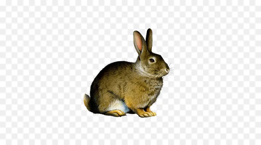 Conejito De Pascua，Hare PNG