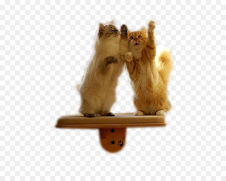 Gatos，Jugando PNG