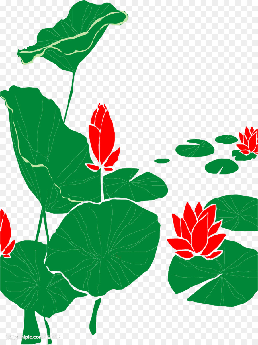 Dibujo，Nelumbo Nucifera PNG