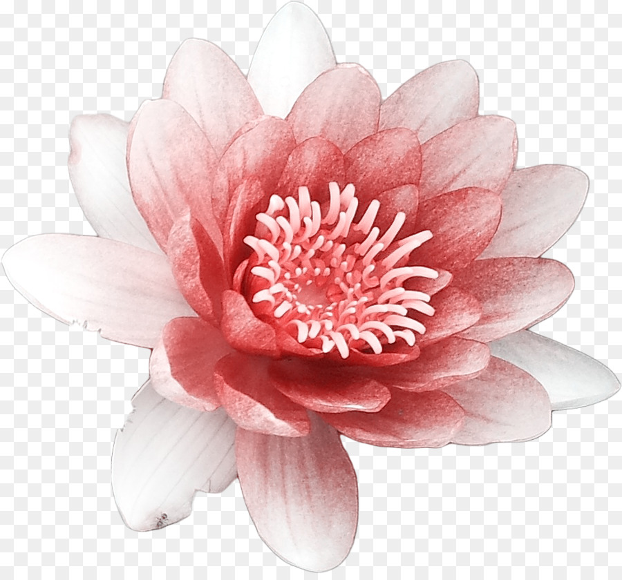 Descargar，Flor PNG