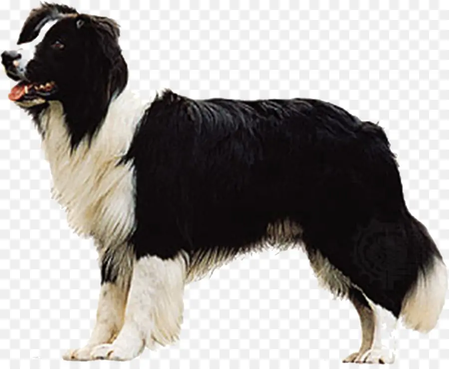 Border Collie，Shetland Sheepdog PNG