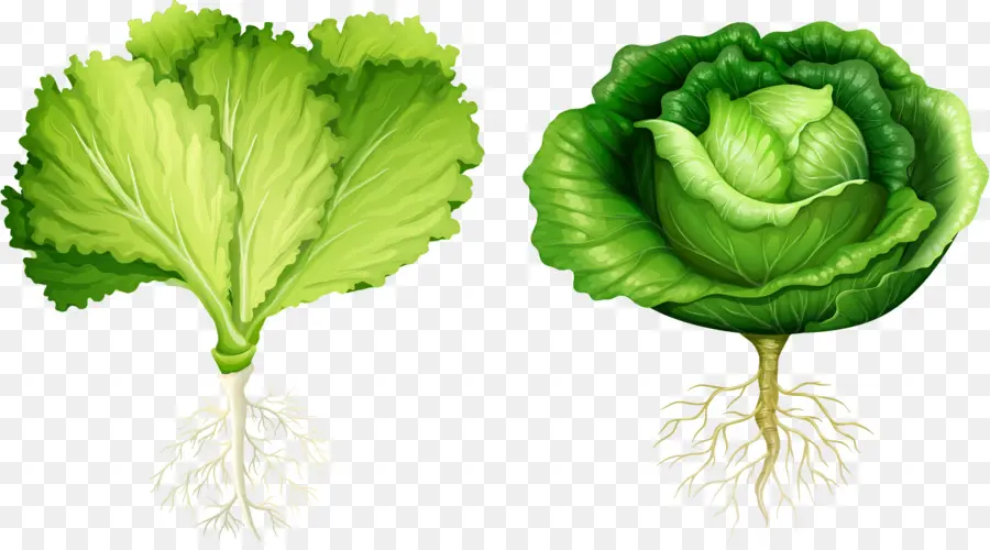 Lechuga，Raíz PNG