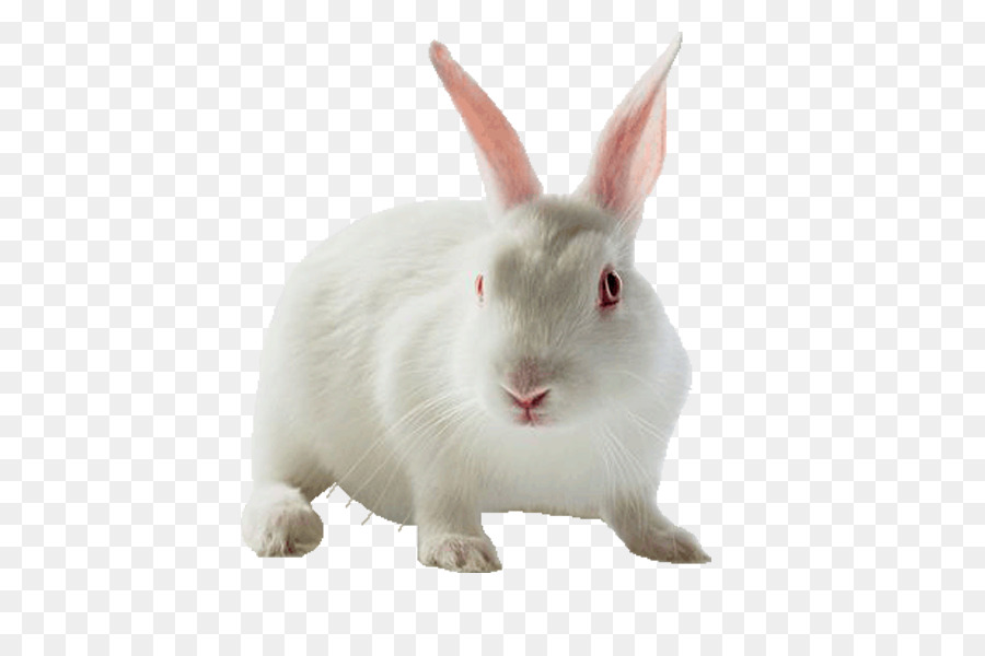 Holland Lop，Leporids PNG