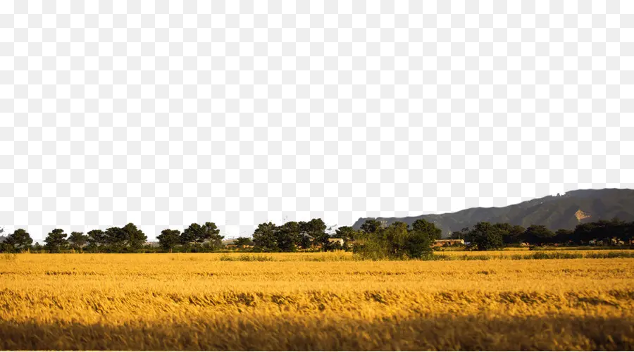 Campo De Arroz，Campo PNG