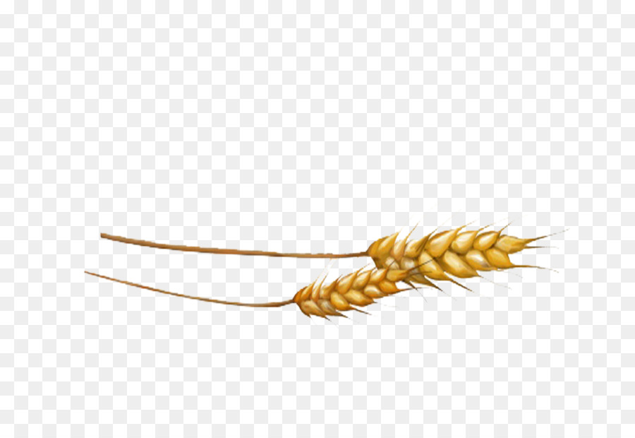 Trigo，Grano PNG