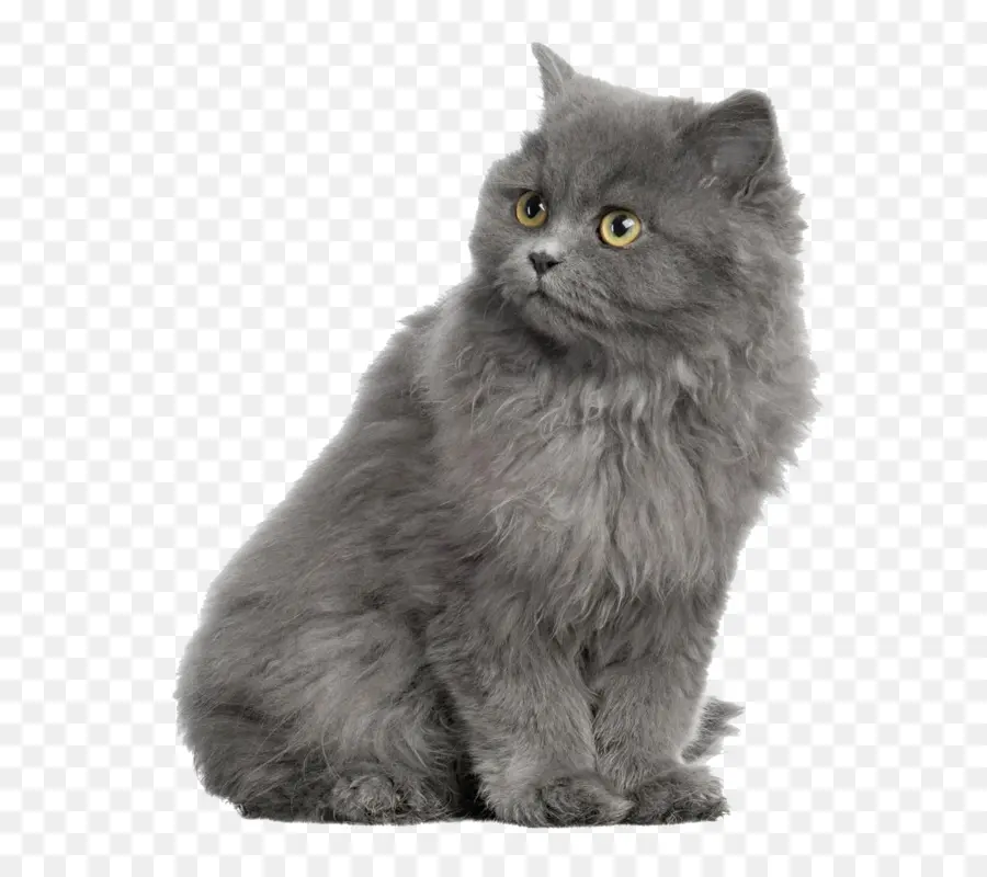 Gato Gris，Felino PNG