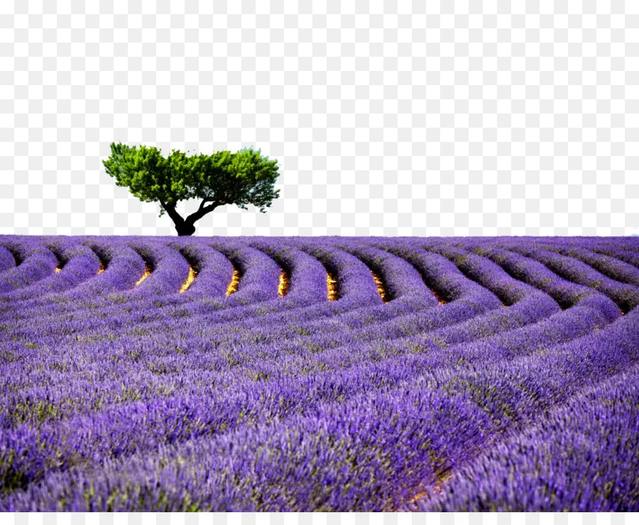 La Provenza，Lavanda PNG