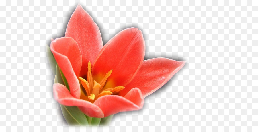 Flor，Tulip PNG