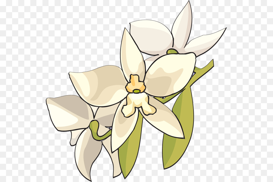 Las Orquídeas，Flor PNG