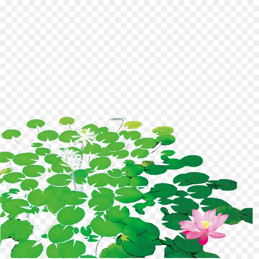 Nelumbo Nucifera，Descargar PNG