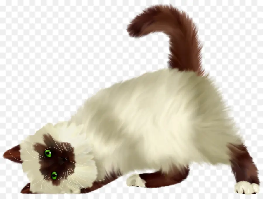 Gato，Gratis PNG