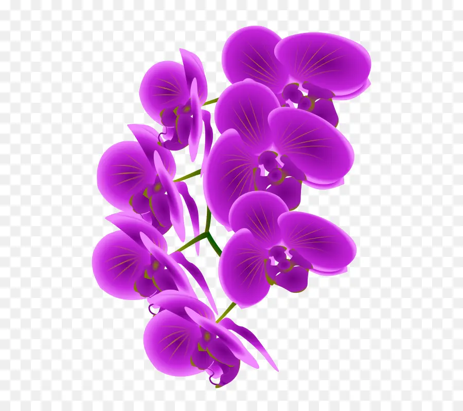 Las Orquídeas，Las Orquídeas Cattleya PNG