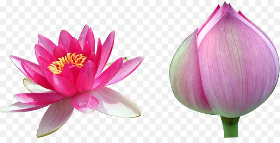 Nelumbo Nucifera，Blanco PNG