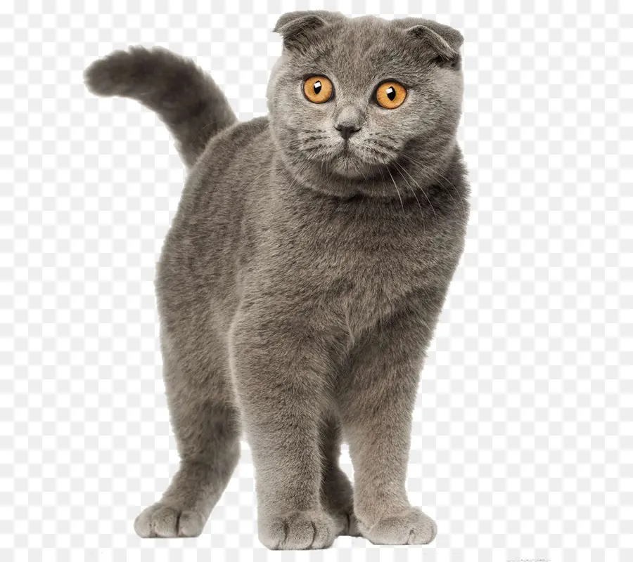 Gato Gris，Mascota PNG