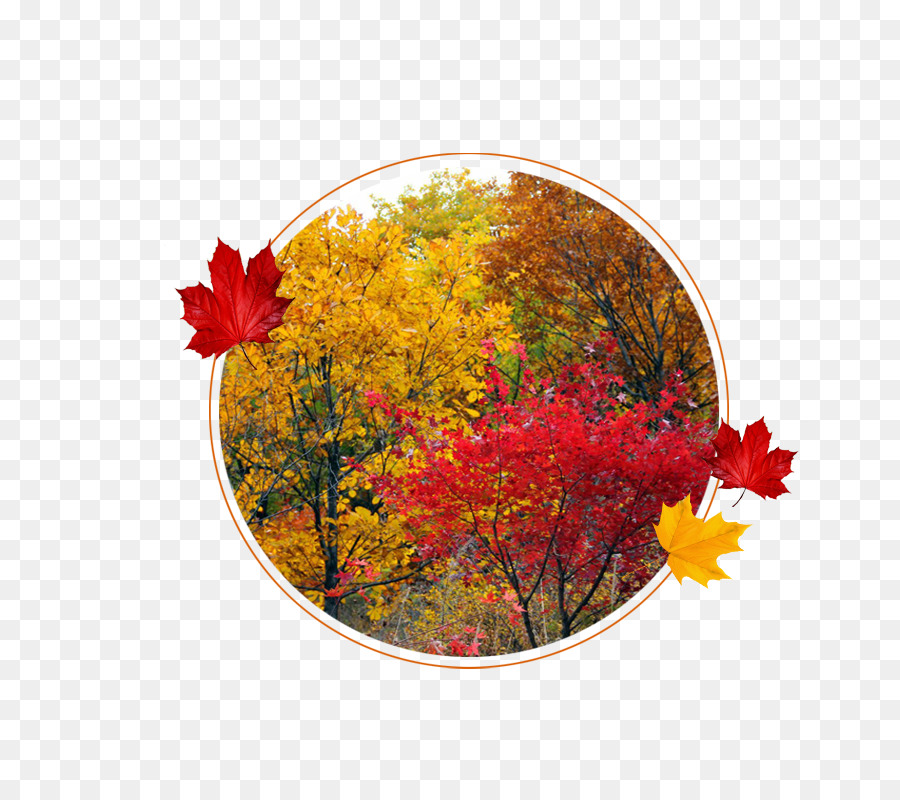 Hojas De Otoño，Hojas PNG