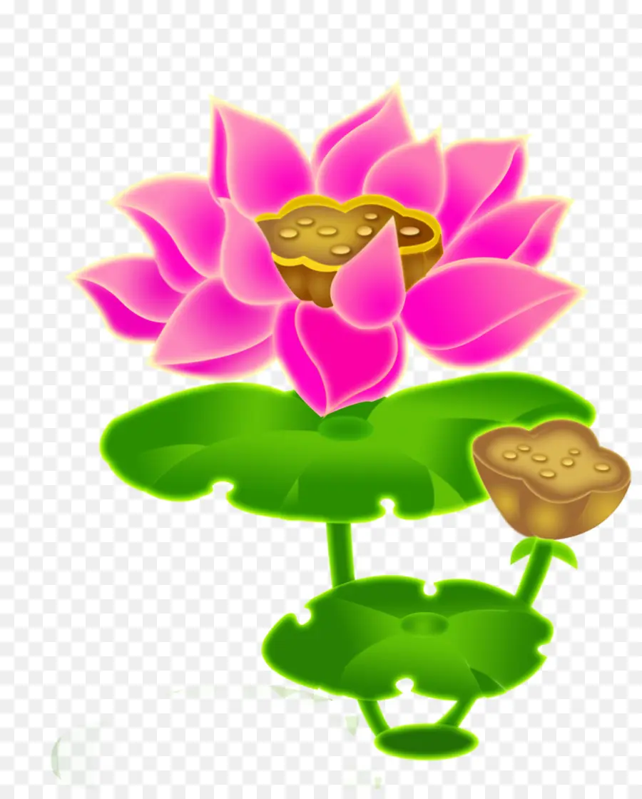 Loto Rosa，Hojas PNG