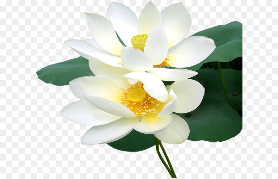 Flor Blanca，Florecer PNG