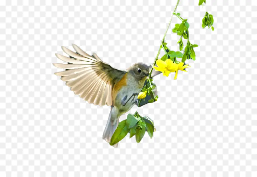 Pájaro Con Flor，Naturaleza PNG