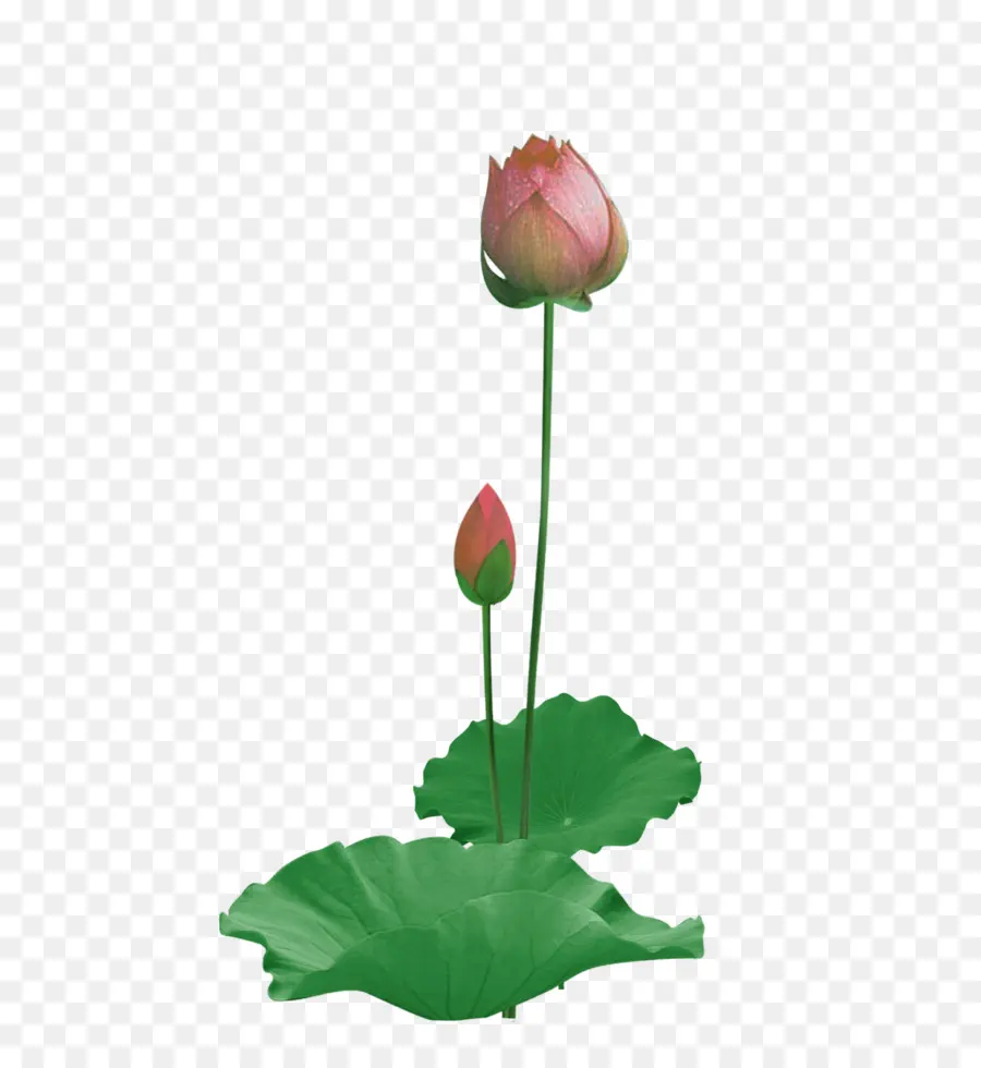 Papel，Nelumbo Nucifera PNG