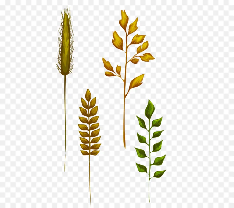 Plantas，Hojas PNG