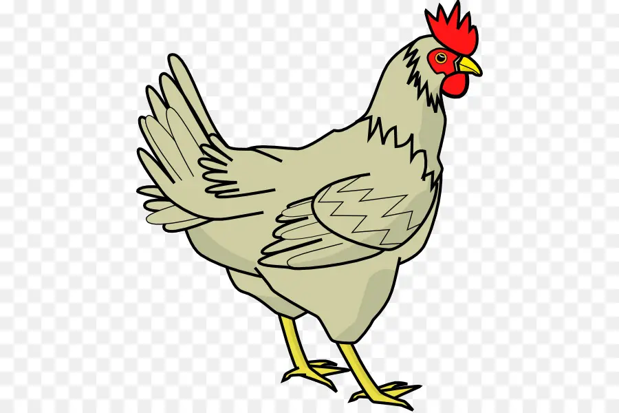 Pollo，Gallina PNG