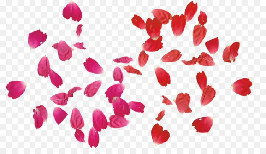 Pétalos De Rosa，Rojo PNG