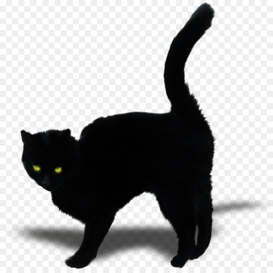 Bombay Gato，Gato Negro PNG