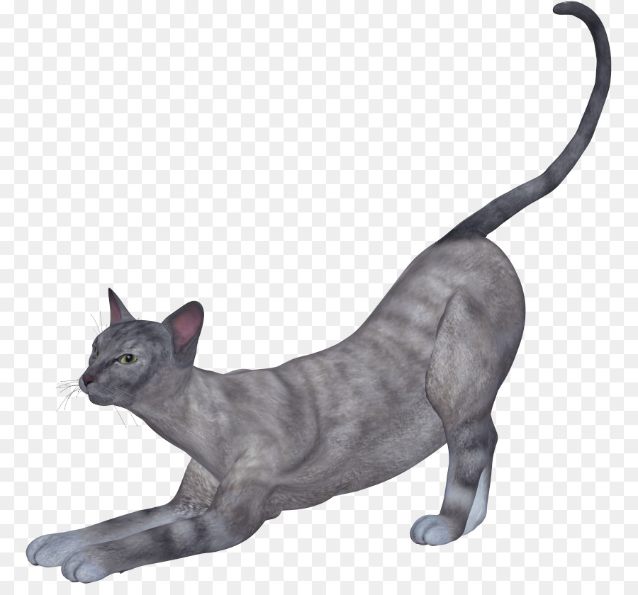 Gato，Gatito PNG