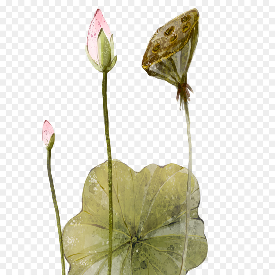 Gongbi，Nelumbo Nucifera PNG