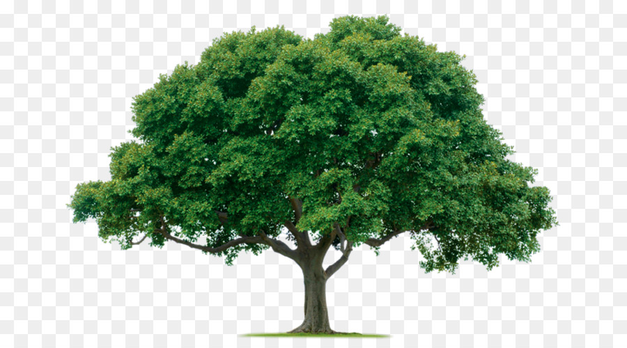 árbol，La Poda PNG