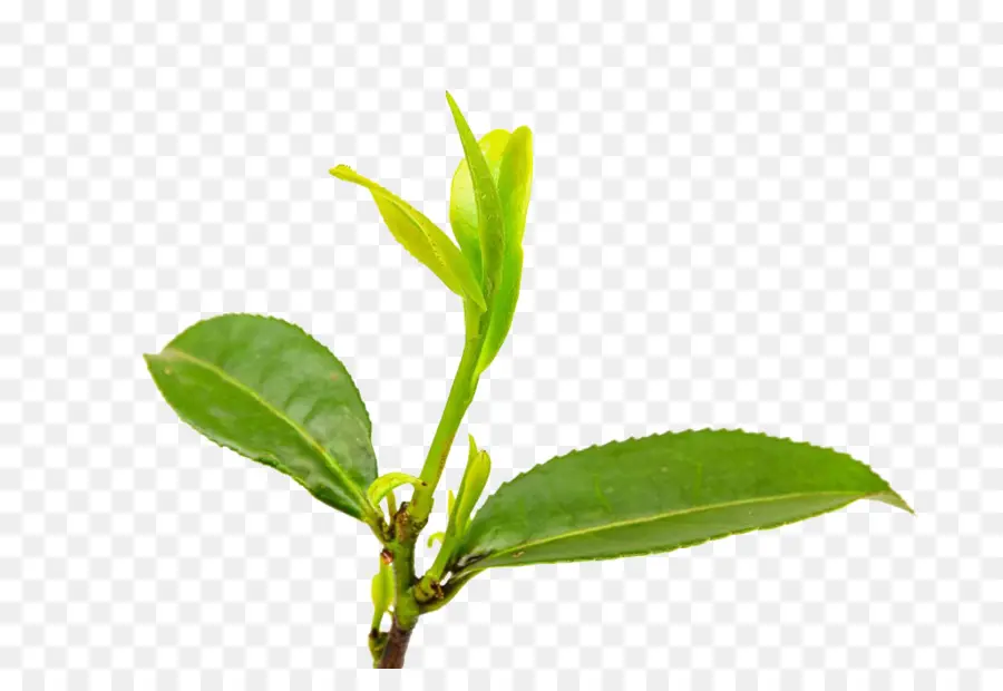 Té，Anhua Condado PNG