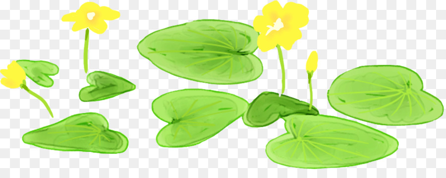 Hoja，Nelumbo Nucifera PNG