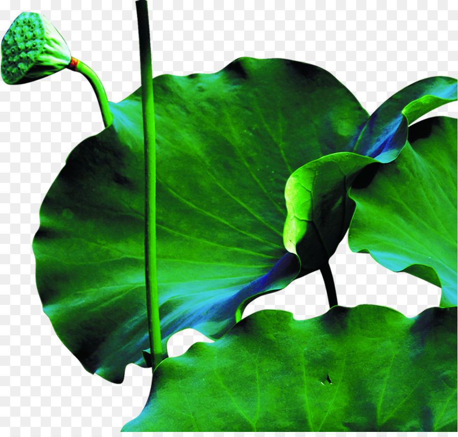 Estanque De Loto De Kaohsiung，Nelumbo Nucifera PNG