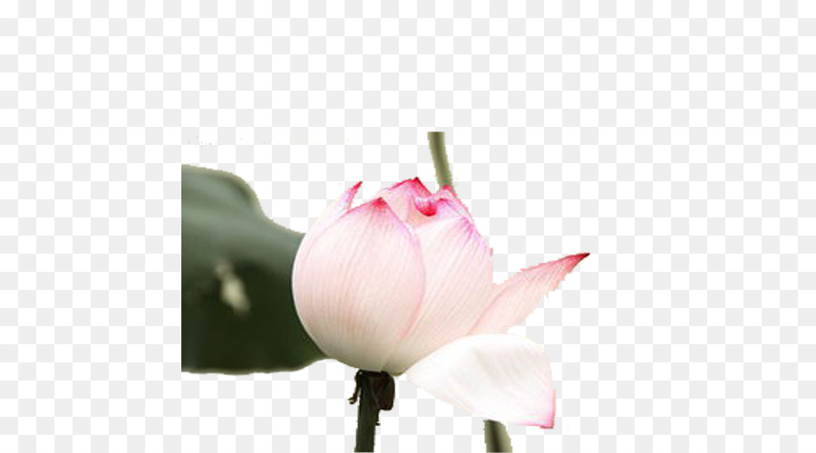 Nelumbo Nucifera，Planta PNG