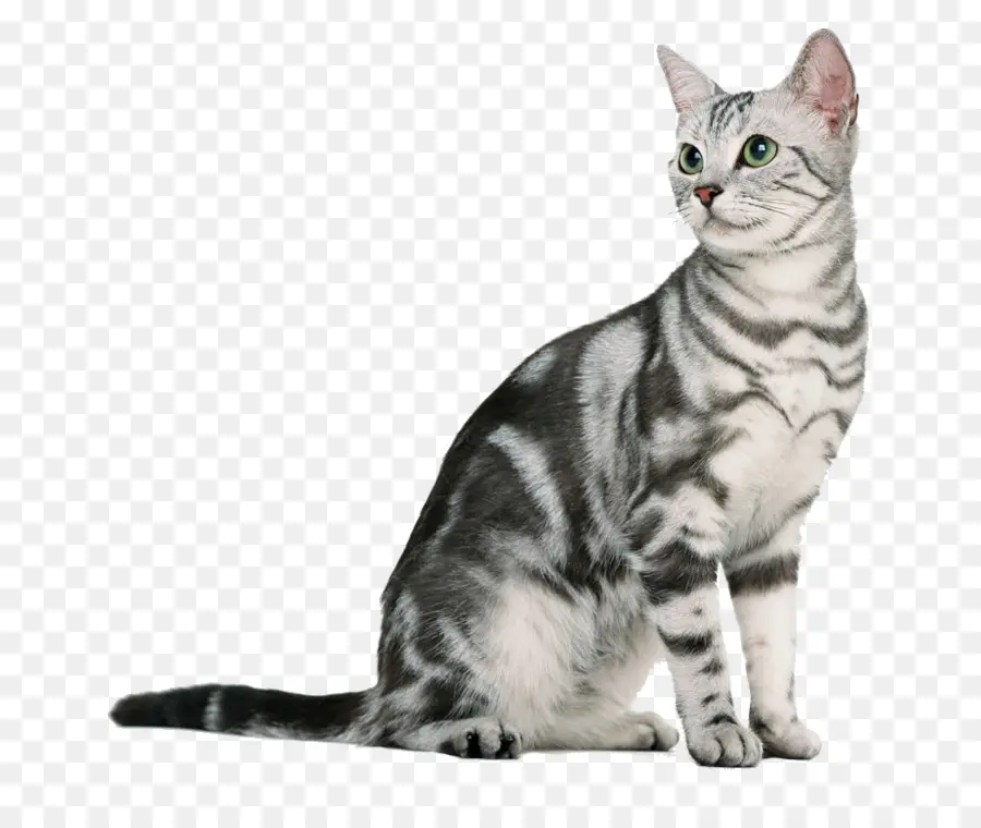 Gato，Mascota PNG