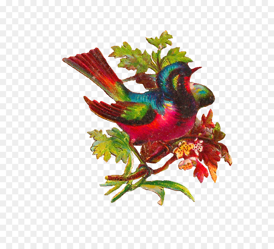 Pájaro，Agapornis PNG