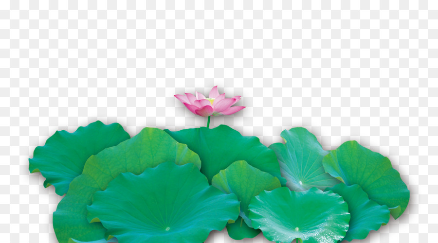 Nelumbo Nucifera，Efecto De Loto PNG