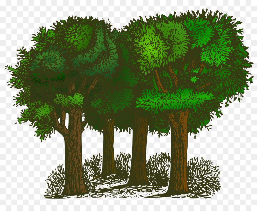 Árboles，Bosque PNG