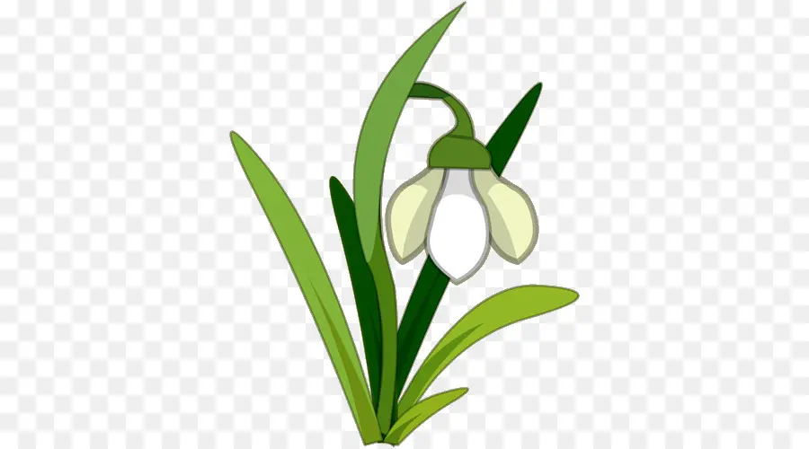 Campanilla De Invierno，Flor PNG