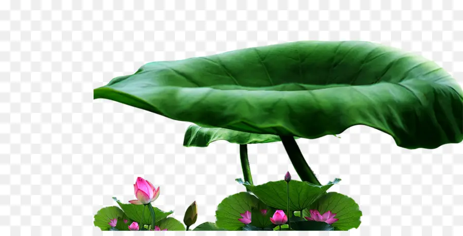 Estanque De Loto De Kaohsiung，Nelumbo Nucifera PNG