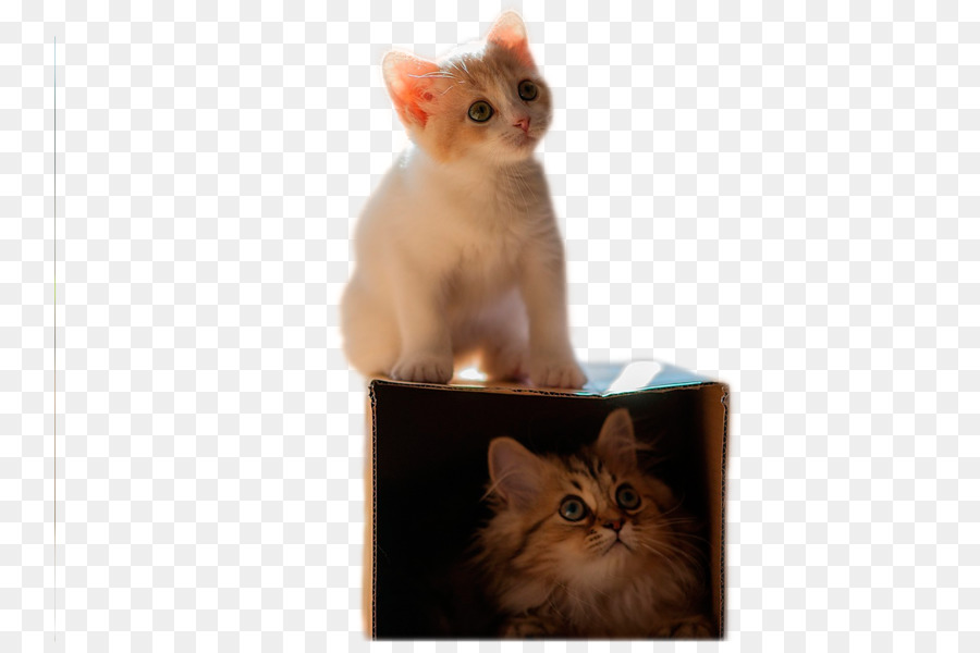 Gatitos，Lindo PNG